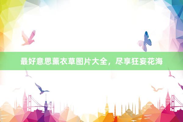 最好意思薰衣草图片大全，尽享狂妄花海